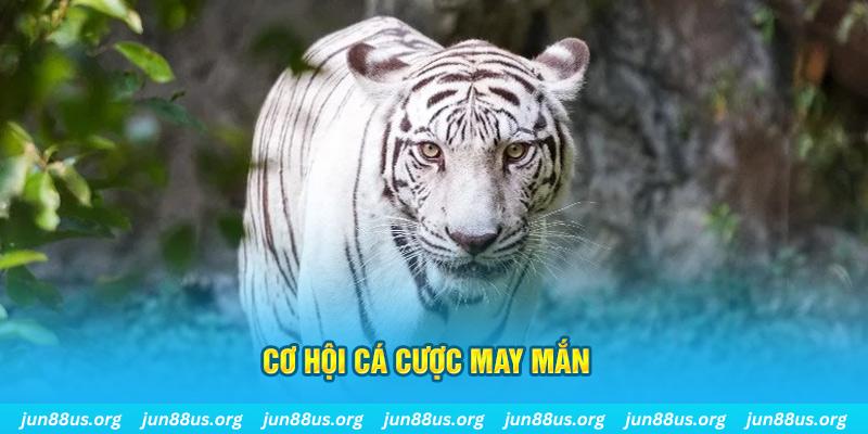 jw388 hết slot la gì