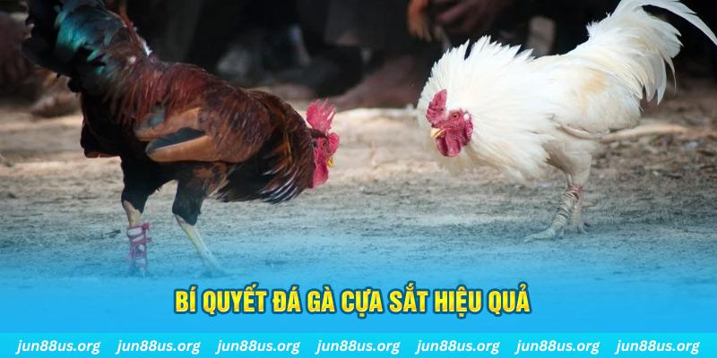 jw388 đá gà cựa dao