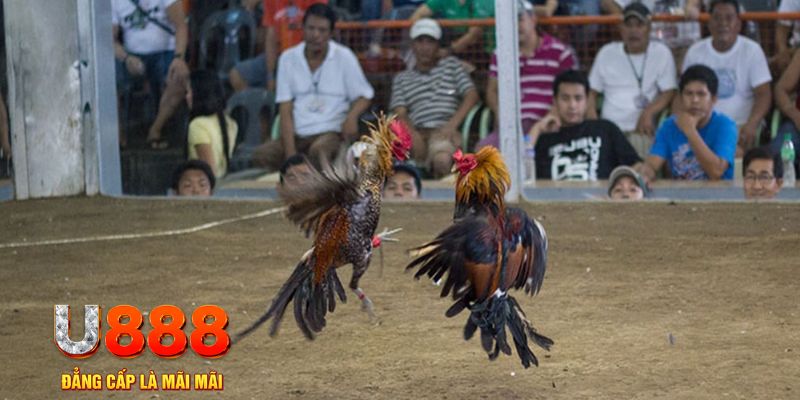 jw388 đăng nhập mậu binh online