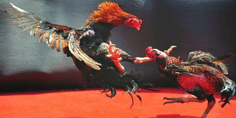 jw388 BG Bắn cá