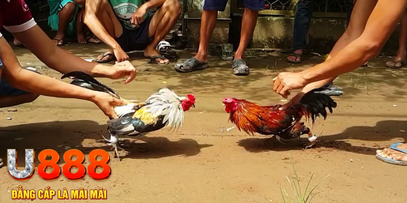 jw388 đăng nhập mậu binh rút tiền nhanh