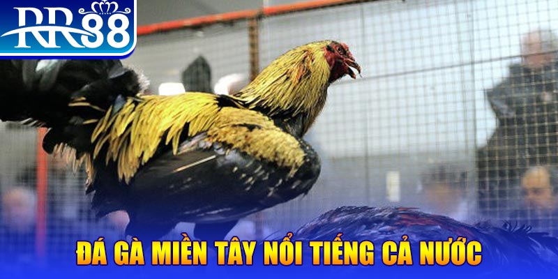 jw388 gà chọi c1.com trực tiếp 888