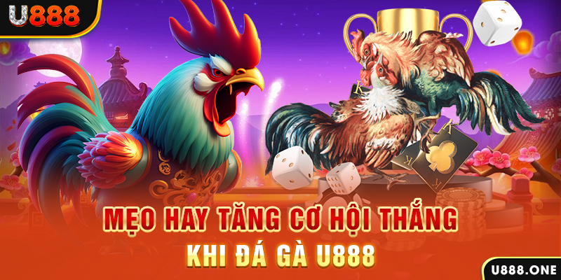jw388 trực tiếp gà chọi c1
